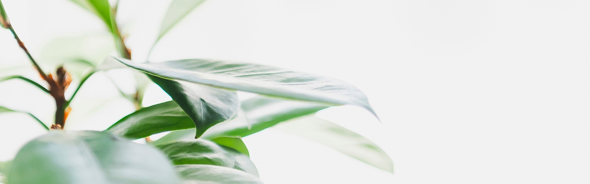 お問い合わせ | 愛知の観葉植物ならMONSTER_A.ROID