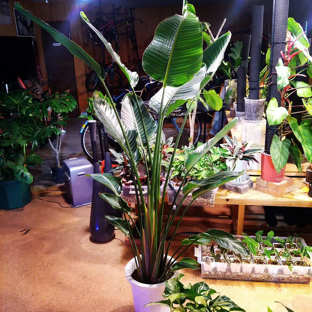 植物好きが高じて始めた #観葉植物専門店 